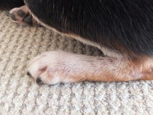 犬のアトピー皮膚炎に 犬用化粧水を試してみた しあわせな足音